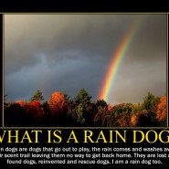 What is a rain dog?